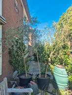 Olijfbomen in pot, 100 tot 250 cm, Olijfboom, Ophalen, Volle zon