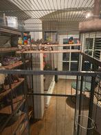 17 Zebravinken, Dieren en Toebehoren, Meerdere dieren