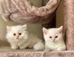 Met chip+paspoort Brits langhaar en brits korthaar poesjes, Poes, Gechipt, 0 tot 2 jaar