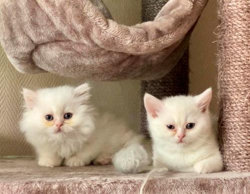 Met chip+paspoort Brits langhaar en brits korthaar poesjes, Dieren en Toebehoren, Katten en Kittens | Raskatten | Korthaar, Poes
