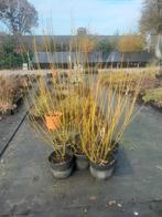 Gele cornus Cornus sericea ‘Flaviramea, Ophalen, Overige soorten, Volle zon