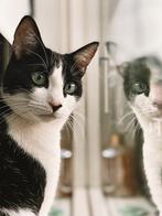 Poes 5 jaar, Dieren en Toebehoren, Katten en Kittens | Overige Katten, Poes