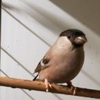 Goudvinken  bruin x wildkleur, Dieren en Toebehoren, Vogels | Overige Vogels, Meerdere dieren