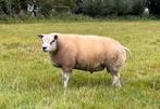 Texelaar ramlammeren te koop!, Dieren en Toebehoren, Schapen, Geiten en Varkens, Mannelijk, Schaap, 0 tot 2 jaar