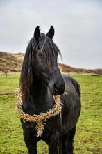 Bijrijd(st)er, Ophalen, Nieuw