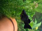 Gratis mollie's, Dieren en Toebehoren, Vissen | Aquariumvissen, Vis, Zoetwatervis