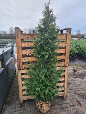 Thuja Plicata Excelsa coniferen 200-225 cm (2 per m1 haag) beschikbaar voor biedingen