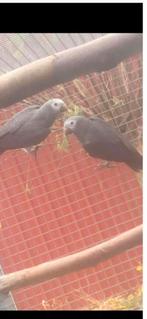 Thimney Roodstaart koppel en blauw voorhoofd Amazone koppel, Meerdere dieren, Geringd