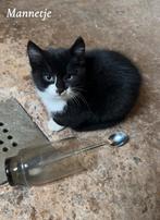 Nog 2 onwijs lieve kittens, Dieren en Toebehoren, Katten en Kittens | Overige Katten, Meerdere dieren, Kortharig, 0 tot 2 jaar