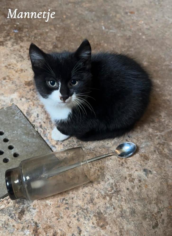 Nog 2 onwijs lieve kittens, Dieren en Toebehoren, Katten en Kittens | Overige Katten, Kortharig, Meerdere dieren, 0 tot 2 jaar