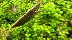 Wildkleurige garnalen, Kreeft, Krab of Garnaal