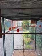 Te koop alle kanaries., Dieren en Toebehoren, Vogels | Parkieten en Papegaaien, Meerdere dieren, Parkiet