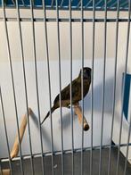 Twatwa man 2025 (ZIE MIJN BESCHRIJVING), Dieren en Toebehoren, Mannelijk, Parkiet