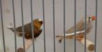 Koppel bonte zebravinken, Dieren en Toebehoren, Vogels | Overige Vogels, Meerdere dieren, Geringd