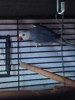 Halsbandparkieten, Dieren en Toebehoren, Vogels | Parkieten en Papegaaien, Mannelijk, Parkiet, Geringd