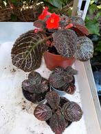 Episcia Cupreata, vlamviooltje, Huis en Inrichting, Ophalen, Overige soorten, Minder dan 100 cm
