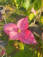 Cornus kousa "Satomi" / Japanse kornoelje boom, Tuin en Terras, In pot, Lente, Volle zon, 250 tot 400 cm