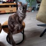 Kittens, Dieren en Toebehoren