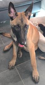 Mechelse heder pup, Maart, Vrouwelijk