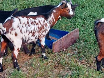 dwergbokje  dwerggeit  geitjes  bokjes  beschikbaar voor biedingen