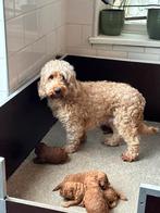 Cockapoo pups doodle pups moeder cockapoo x dwerg poedel, Dieren en Toebehoren, Nederland, Overige rassen, 8 tot 15 weken, CDV (hondenziekte)