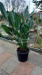 Strelitzia, Huis en Inrichting, Kamerplanten, 100 tot 150 cm, Palm, Bloeiende kamerplant, Volle zon