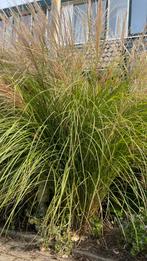 Prachtriet - Miscanthus Sinensis, Tuin en Terras, Ophalen, Volle zon, Vaste plant, Siergrassen