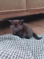 Zwarte kittens, vrouwtje en mannetje, Dieren en Toebehoren, Poes