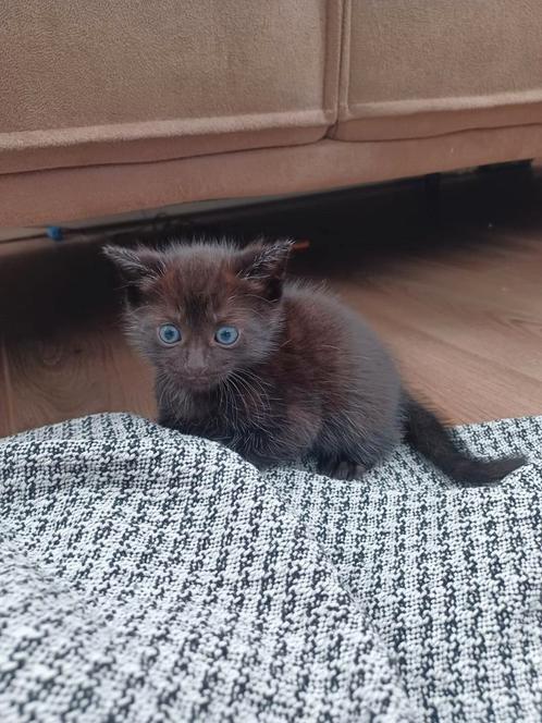 Zwarte kittens, vrouwtje en mannetje, Dieren en Toebehoren, Katten en Kittens | Raskatten | Langhaar, Poes