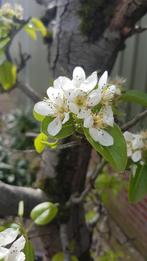 Perenboom, Tuin en Terras, Planten | Bomen, Overige soorten, Ophalen