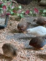 Chinese dwergkwartels, Dieren en Toebehoren, Pluimvee, Meerdere dieren, Overige soorten