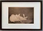 Jan Mankes 1889-1920 / Heliogravure 2 Konijntjes 1923, Ophalen of Verzenden