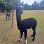 Te koop mooie Alpaca dekhengst!, Dieren en Toebehoren, Overige Dieren, Juni, Mannelijk