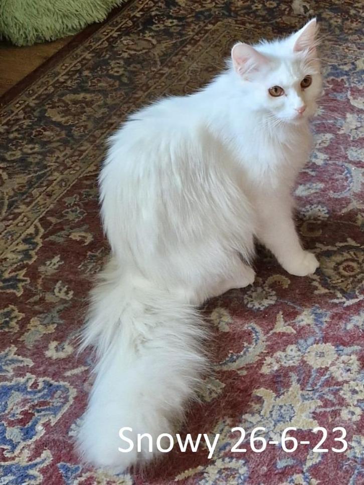 2 Maine coon poezen, Dieren en Toebehoren, Katten en Kittens | Raskatten | Langhaar, Poes, 0 tot 2 jaar, Gechipt, Ontwormd, Ingeënt