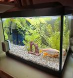 Vissenkom zwart met 2 bewoners, Dieren en Toebehoren, Ophalen, Gebruikt, Filter of Co2