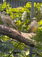 1-1 groene kardinalen ek 25, Dieren en Toebehoren, Meerdere dieren