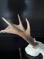 Reebok gewei ree hert schedel, Ophalen of Verzenden, Zo goed als nieuw, Hert, Gewei of Kop