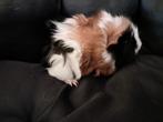 Te koop borstel cavia s, Dieren en Toebehoren, Knaagdieren, Oktober, Meerdere dieren, Cavia