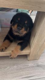 Rottweiler pup reu, Dieren en Toebehoren, Reu, 8 tot 15 weken, Eén hond, Rottweiler