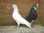 Sierduiven *, Dieren en Toebehoren, Vogels | Duiven