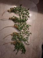 5 takken Eucalyptus kunsttak wijnstok, Ophalen of Verzenden