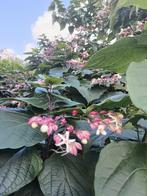 Pindakaasboom (Clerodendrum trichotomum), Ophalen, Overige soorten, Volle zon