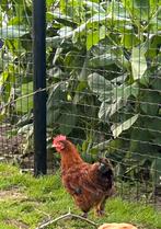 Brahma/barnevelder hanen, Dieren en Toebehoren, Pluimvee, Mannelijk, Kip