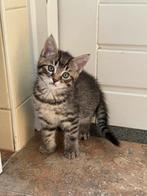 Drie prachtige kittens. Moeder Ragdoll x Boskat, Kater