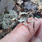 Australische flappentak Innisfail