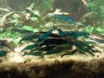Mooie Blue Dream neocaridina garnalen, Kreeft, Krab of Garnaal, Zoetwatervis