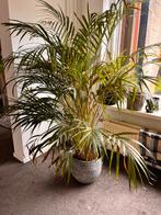 Gratis Grote plant inclusief pot, Tuin en Terras, Ophalen, Zomer, Overige soorten, Volle zon