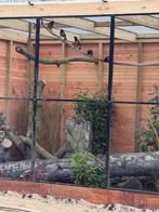 Driekleurglanspreeuwen 2 jonge poppen, Dieren en Toebehoren, Vrouwelijk