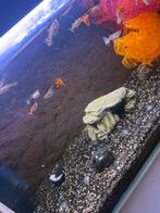 Te koop vissen guppie, Vis