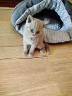 Britse korthaar kittens, Poes, Ontwormd, 0 tot 2 jaar